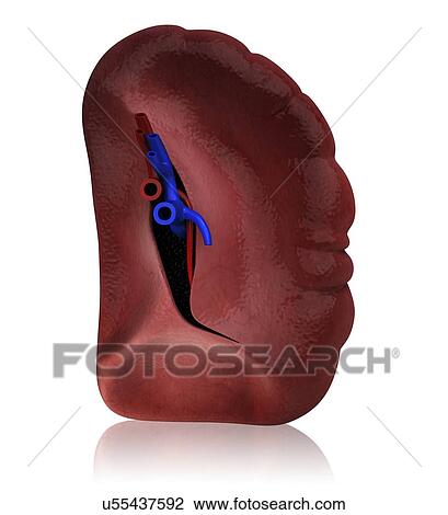 Drawing - Human spleen, artwork. Fotosearch