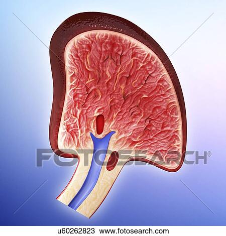 Human spleen, artwork Drawing | u60262823 | Fotosearch