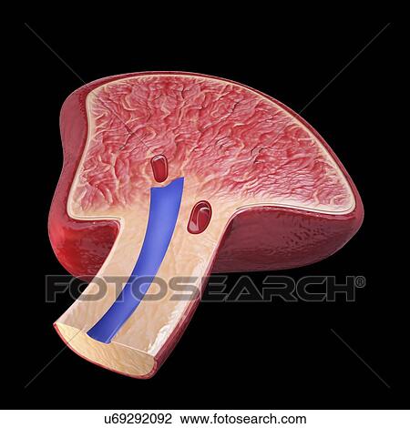 Human spleen, artwork View Large Illustration Drawing - Human spleen, artwork. Fotosearch