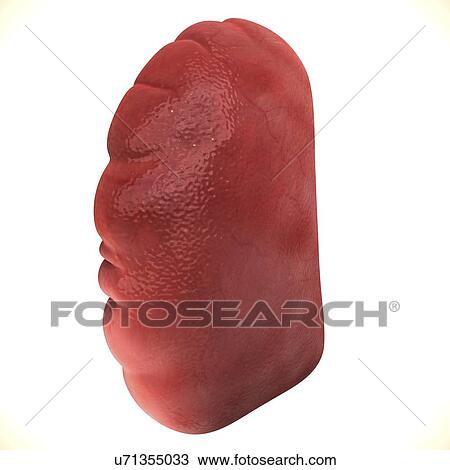 Drawing - Human spleen, artwork. Fotosearch