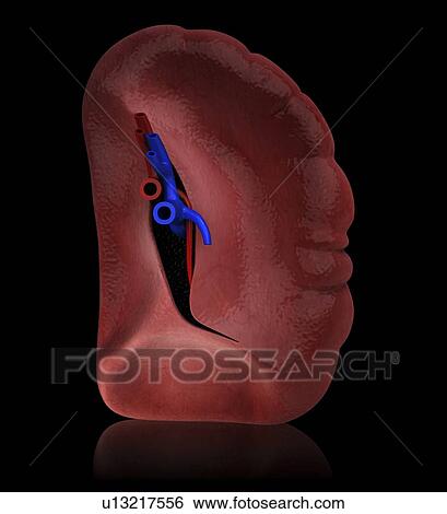 Human spleen, artwork View Large Illustration Stock Illustration - Human spleen, artwork. Fotosearch