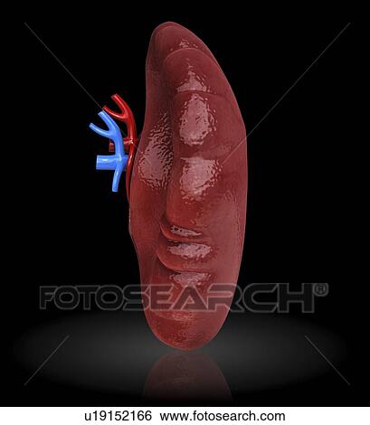 Human spleen, artwork View Large Illustration Stock Illustration - Human spleen, artwork. Fotosearch