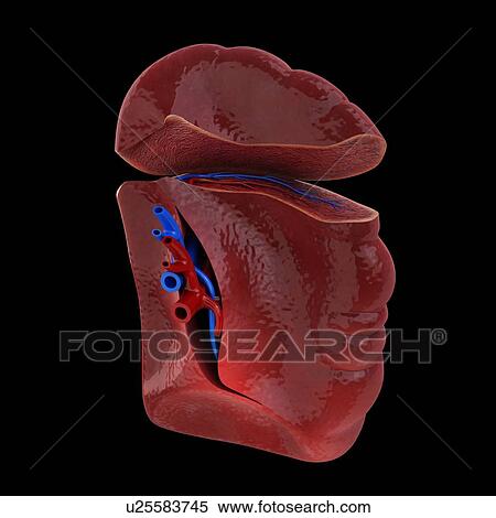 Stock Illustration - Human spleen, artwork. Fotosearch