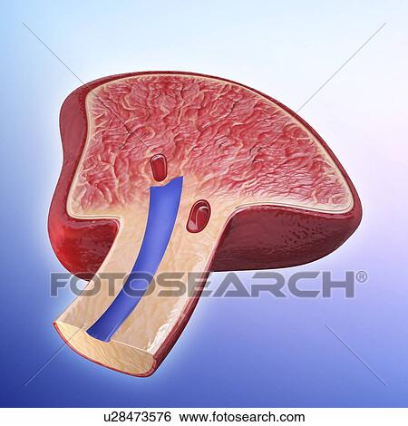 Human spleen, artwork View Large Illustration Stock Illustration - Human spleen, artwork. Fotosearch