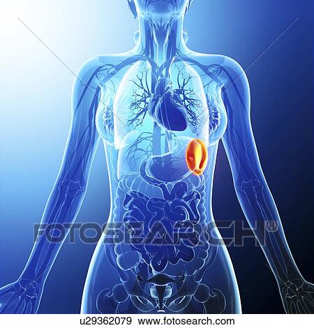 Human spleen, artwork View Large Illustration Stock Illustration - Human spleen, artwork. Fotosearch