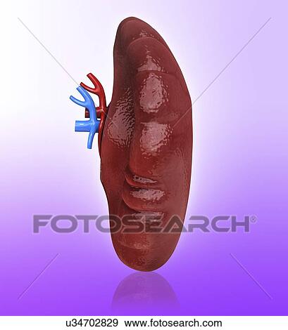 Human spleen, artwork View Large Illustration Stock Illustration - Human spleen, artwork. Fotosearch
