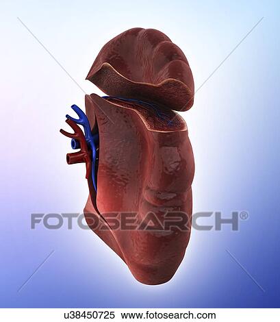 Stock Illustration - Human spleen, artwork. Fotosearch