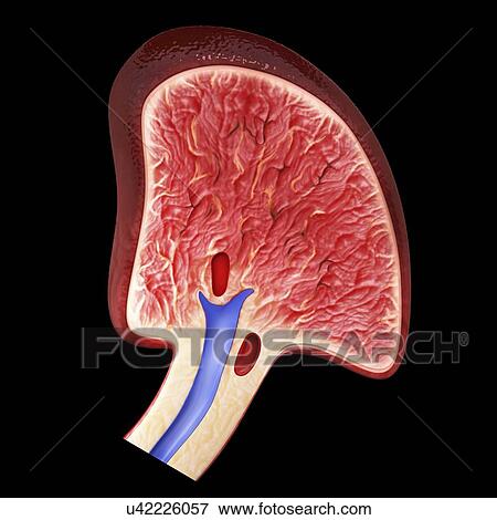 Stock Illustration - Human spleen, artwork. Fotosearch