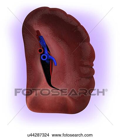 Stock Illustration - Human spleen, artwork. Fotosearch