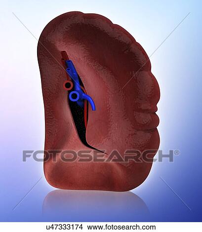 Stock Illustration - Human spleen, artwork. Fotosearch