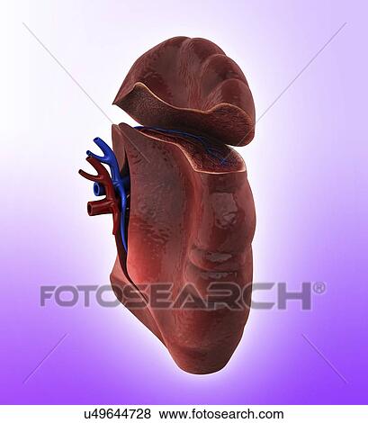 Human spleen, artwork View Large Illustration Stock Illustration - Human spleen, artwork. Fotosearch