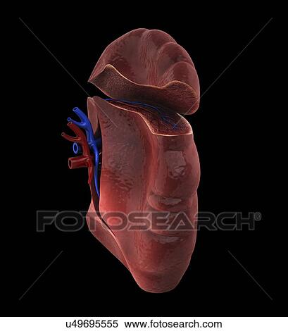 Stock Illustration - Human spleen, artwork. Fotosearch