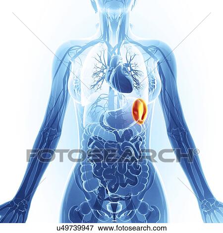 Human spleen, artwork View Large Illustration Stock Illustration - Human spleen, artwork. Fotosearch