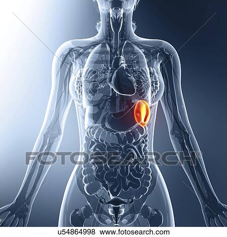 Human spleen, artwork View Large Illustration Stock Illustration - Human spleen, artwork. Fotosearch