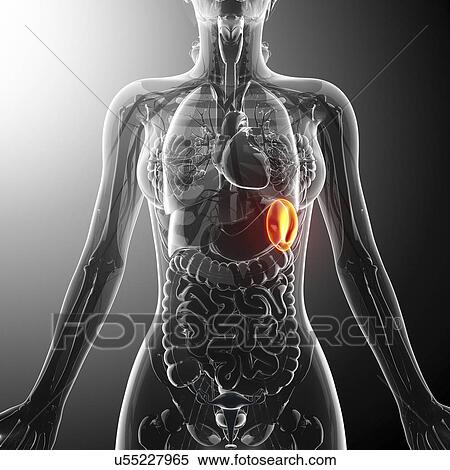 Stock Illustration - Human spleen, artwork. Fotosearch