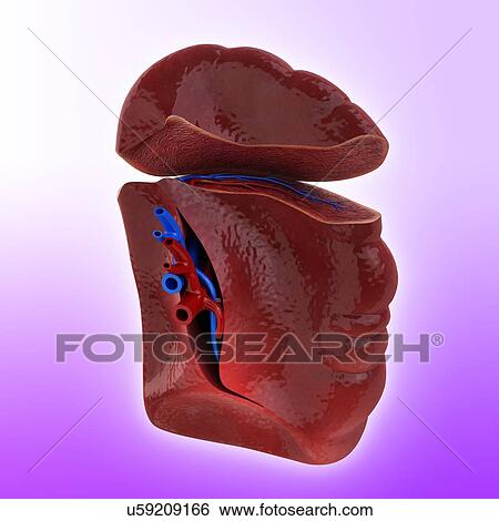 Stock Illustration - Human spleen, artwork. Fotosearch