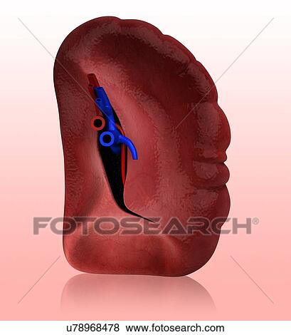 Stock Illustration - Human spleen, artwork. Fotosearch