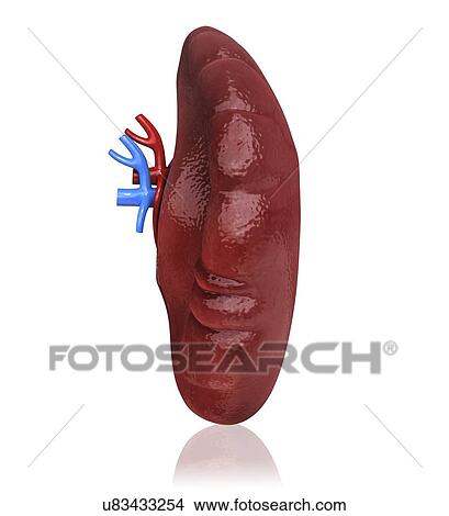 Stock Illustration - Human spleen, artwork. Fotosearch