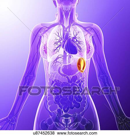 Human spleen, artwork Stock Illustration | u87452638 | Fotosearch
