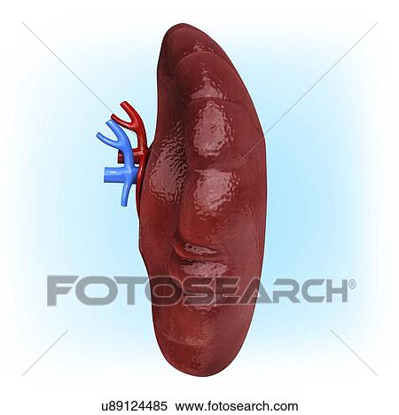 Human spleen, artwork View Large Illustration Stock Illustration - Human spleen, artwork. Fotosearch