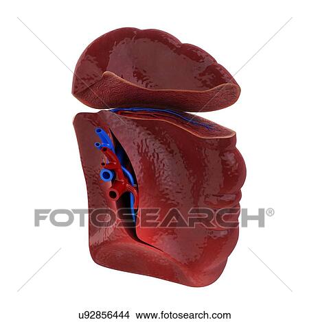 Stock Illustration - Human spleen, artwork. Fotosearch