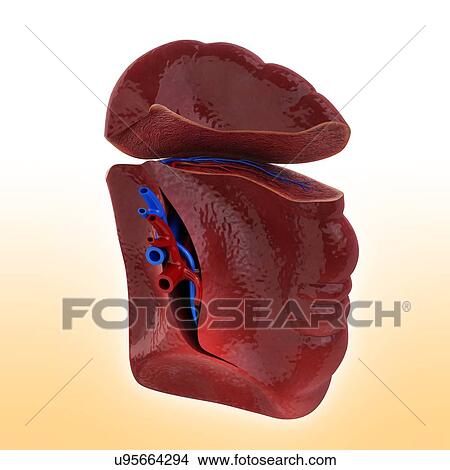 Stock Illustration - Human spleen, artwork. Fotosearch