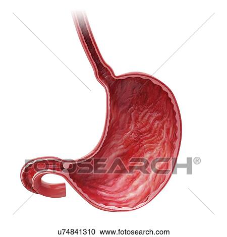 Human stomach, artwork View Large Illustration Clipart - Human stomach, artwork. Fotosearch