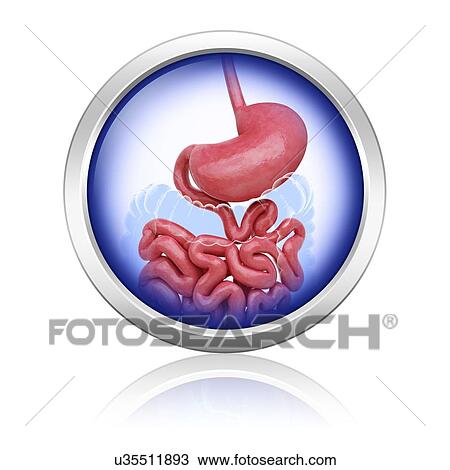 Human stomach, artwork View Large Illustration Drawing - Human stomach, artwork. Fotosearch