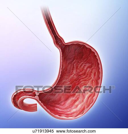 Human stomach, artwork View Large Illustration Stock Illustration - Human stomach, artwork. Fotosearch