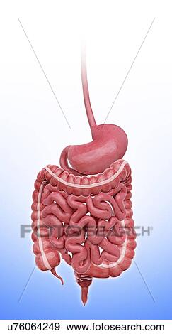 Human stomach, artwork View Large Illustration Stock Illustration - Human stomach, artwork. Fotosearch