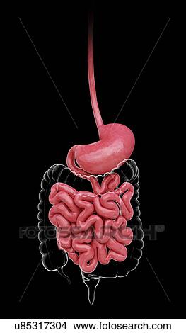 Human stomach, artwork View Large Illustration Stock Illustration - Human stomach, artwork. Fotosearch