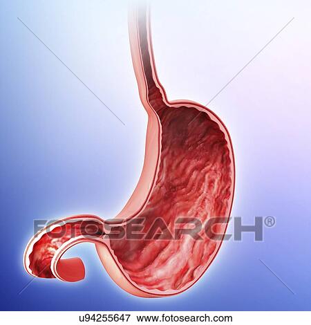 Human stomach, artwork View Large Illustration Stock Illustration - Human stomach, artwork. Fotosearch