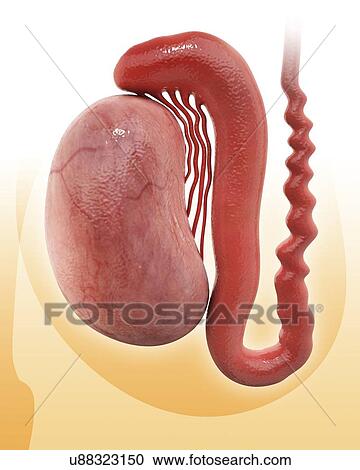 Clipart - Human testicle, artwork. Fotosearch