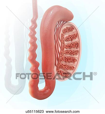 Drawing - Human testicle, artwork. Fotosearch