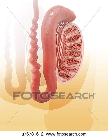 Human testicle, artwork View Large Illustration Drawing - Human testicle, artwork. Fotosearch