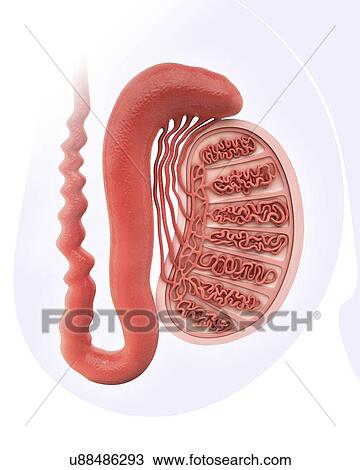 Drawing - Human testicle, artwork. Fotosearch