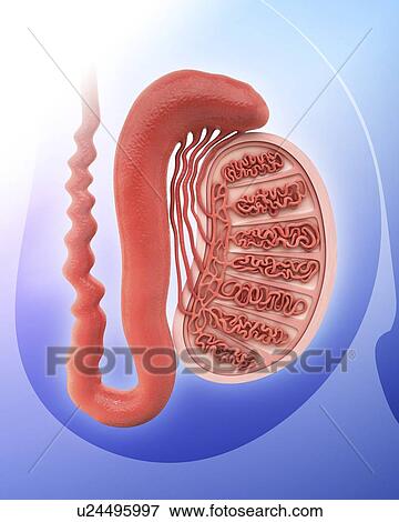 Stock Illustration - Human testicle, artwork. Fotosearch