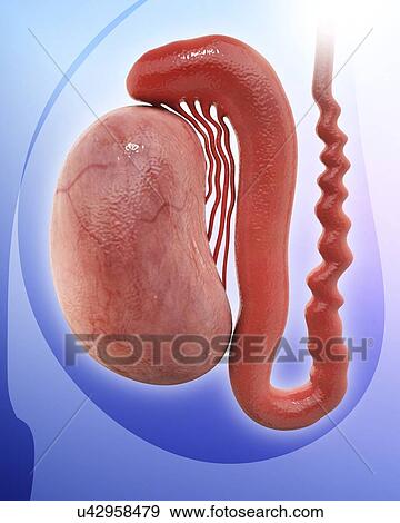 Stock Illustration - Human testicle, artwork. Fotosearch