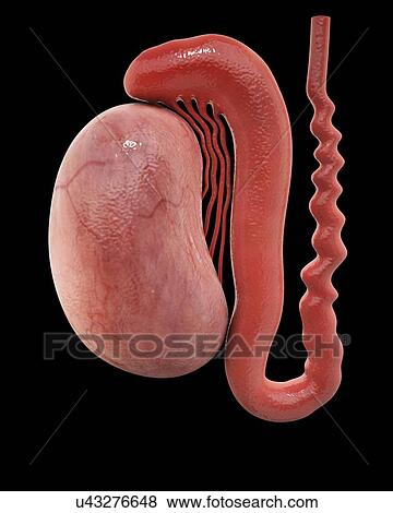 Stock Illustration - Human testicle, artwork. Fotosearch