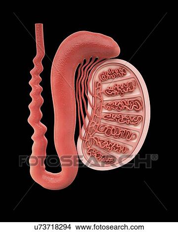 Stock Illustration - Human testicle, artwork. Fotosearch
