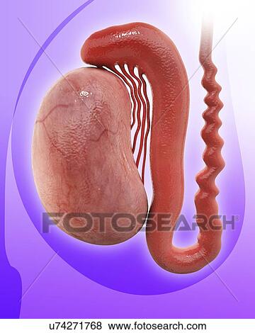 Stock Illustration - Human testicle, artwork. Fotosearch