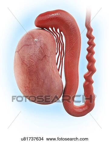 Stock Illustration - Human testicle, artwork. Fotosearch