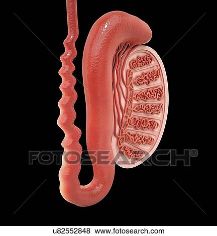 Human testicle, artwork View Large Illustration Stock Illustration - Human testicle, artwork. Fotosearch
