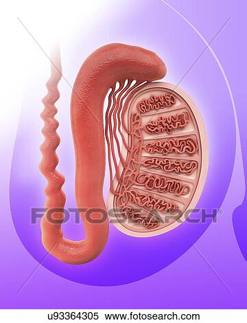 Stock Illustration - Human testicle, artwork. Fotosearch