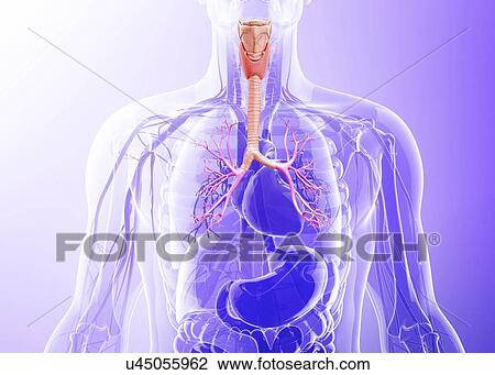 Drawing - Human throat, artwork. Fotosearch