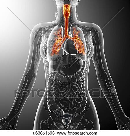 Drawing - Human throat, artwork. Fotosearch
