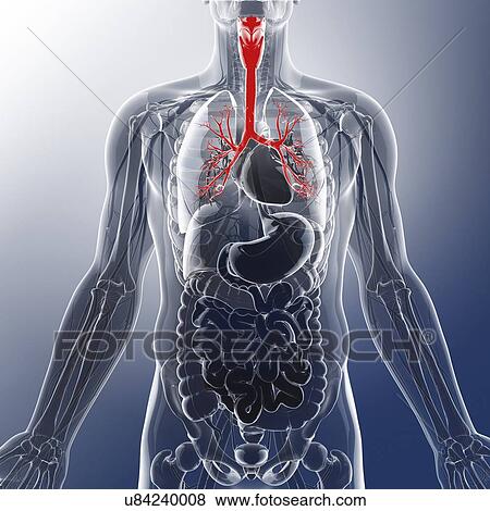 Stock Illustration - Human throat, artwork. Fotosearch