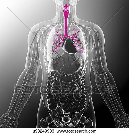 Drawing - Human throat, computer artwork.. Fotosearch