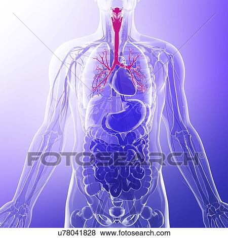 Human throat, computer artwork. View Large Illustration Stock Illustration - Human throat, computer artwork.. Fotosearch