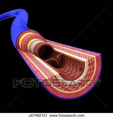 Clip Art - Human vein, artwork. Fotosearch